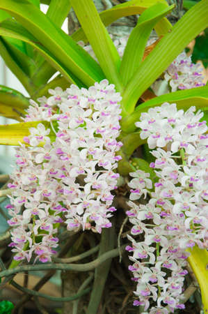 The species orchid (Rhynchostylis),Flowers in Thailandの写真素材