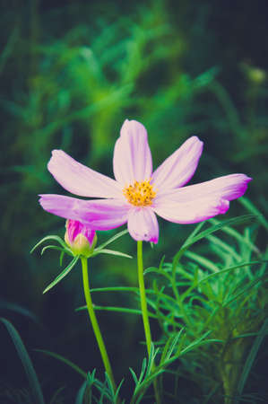 Beautiful Floral Borderの写真素材