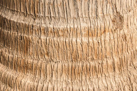 Old Wood Tree Texture Background Patternの写真素材