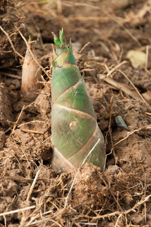 Shoot of Bamboo in the rain forestの写真素材