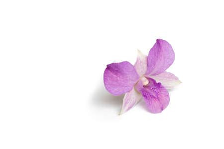 Orchid flower isolate on whiteの写真素材