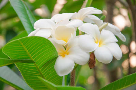 white and yellow frangipani flowers with leaves in backgroundの写真素材