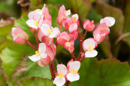 Pink wax begonia or fibrous flower field as backgroundの写真素材