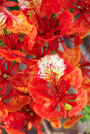 Royal Poinciana or Flamboyant  Delonix regia  backgroundの写真素材