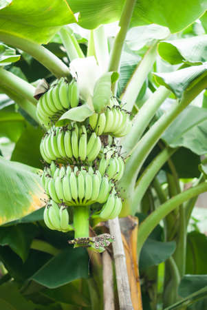 Bunch of ripening bananas on treeの写真素材