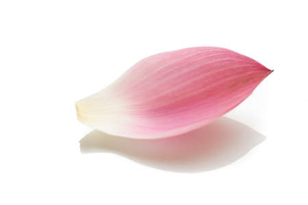 Lotus petal on white background with area for your textの写真素材