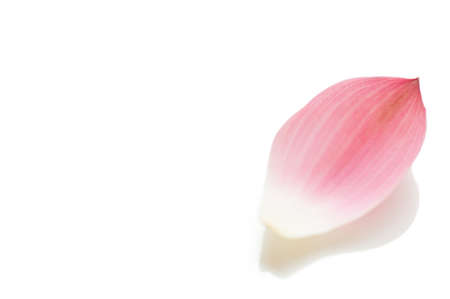 Lotus petal on white background with area for your textの写真素材