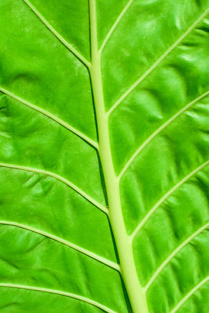 close up texture of green leafの写真素材