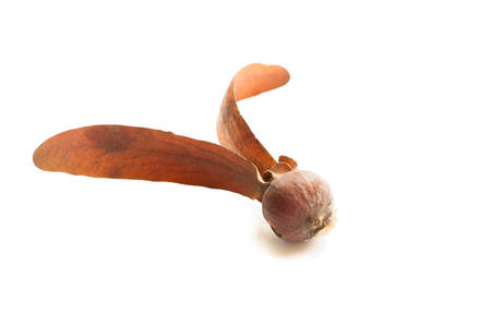 The winged seedの写真素材