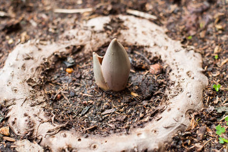 Elephant yam, Stanley s water-tub, Konjac shootの写真素材