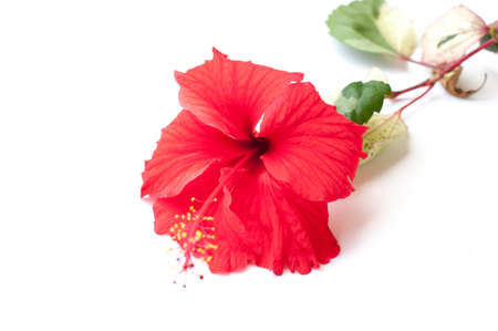 Hibiscus flowerの写真素材