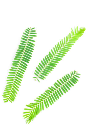 Emblic myrablan, Malacca tree  Phyllanthus emblica L   leafの写真素材