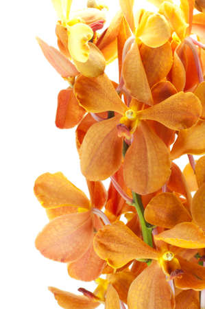 orange orchid isolated on white backgroundの写真素材