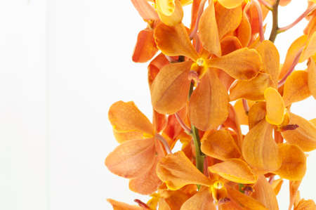 orange orchid isolated on white backgroundの写真素材