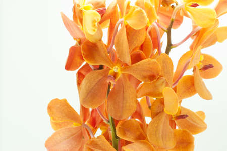 orange orchid isolated on white backgroundの写真素材