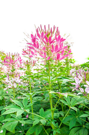 Spider flower, prickly spider-flower, pink queen の写真素材