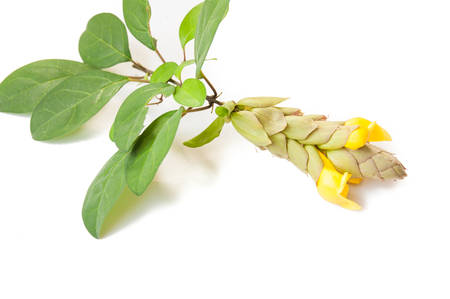 Gmelina philippensis, Wait ivy bush. The flowering months. March to Mayの写真素材
