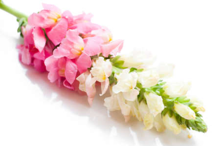 Single stem with pink flowers of snapdragons (Antirrhinum majus) isolated against a white backgroundの写真素材