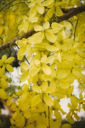 Golden Shower, Purging Cassia ( Cassis fistula Linn ) national flower of Thailandの写真素材