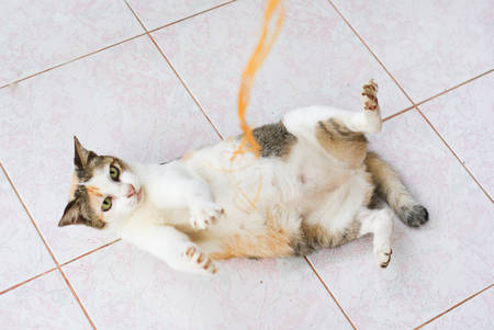 funny playful catの写真素材