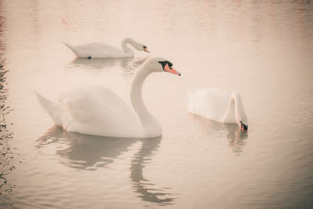 swan on lake waterの写真素材