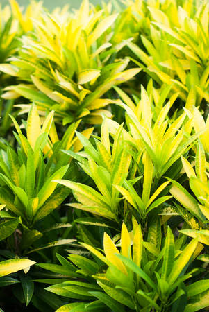 green leaves in sunny day, variegated foliage of kroton