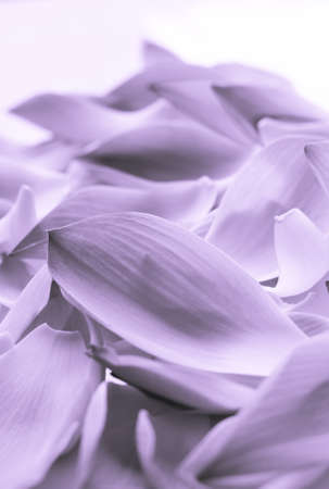 Lotus petal , fancy colorの写真素材