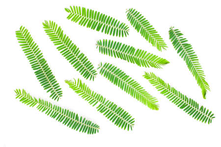 Emblic myrablan, Malacca tree (Phyllanthus emblica L.) leafの写真素材