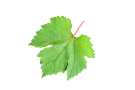 Grapes leaf. Isolated on white の写真素材