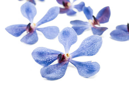 Purple orchid isolated on white