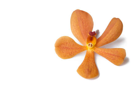 orange orchid isolated on whiteの写真素材