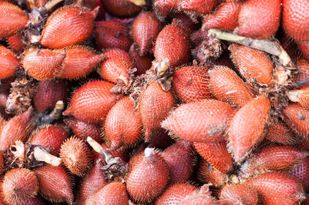 Zalacca tropical fruit in summerの写真素材