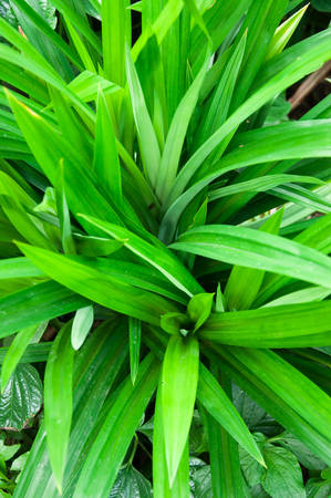 The scent of pandanus leaves develops only on withering; the fresh, intact plants hardly have any odour.の写真素材