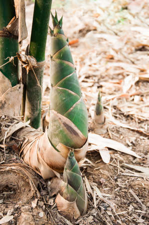 Shoot of Bamboo in the rain forestの写真素材