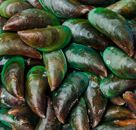 Asian green mussel was displayed and sale in Thailand street marketの写真素材
