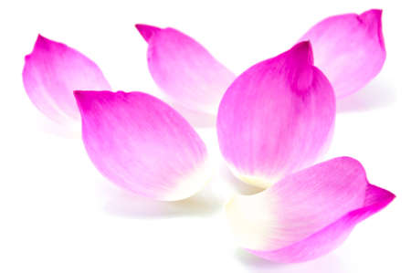 Lotus petal on white backgroundの写真素材