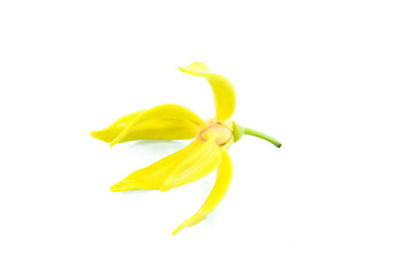 Ylang-Ylang Flowerの写真素材