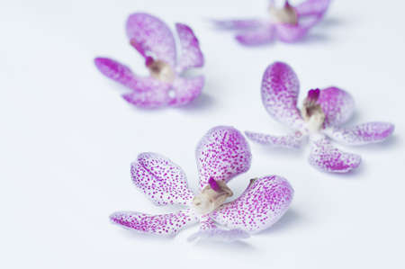 vanda orchid in fancy color, good for background (blue tone)の写真素材