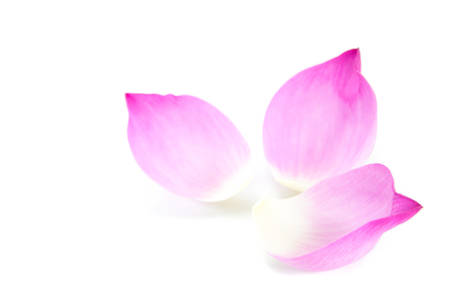 Lotus petal on white backgroundの写真素材