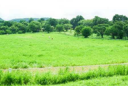 Green fieldの写真素材