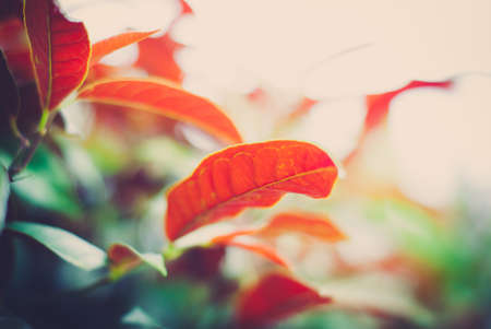 orange leaves backgroundの写真素材