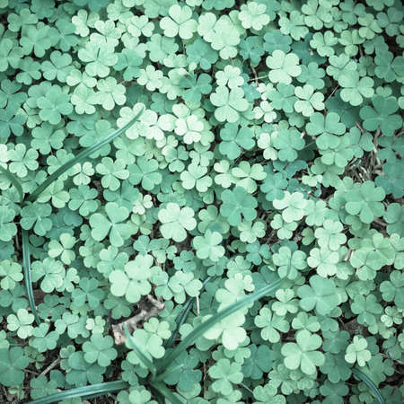 Bear Clover Leaf Green