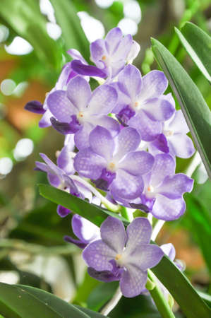 Purple orchids