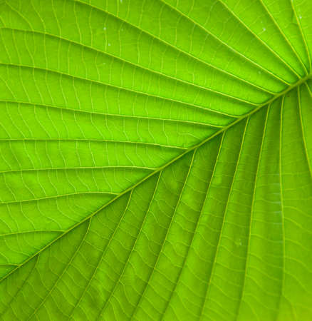fine leaf textureの写真素材