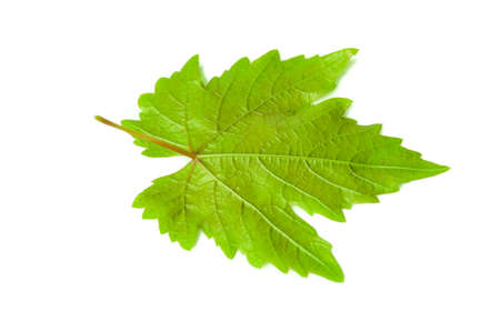 leaf from the vine on a white backgroundの写真素材