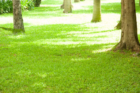 Lawnの写真素材