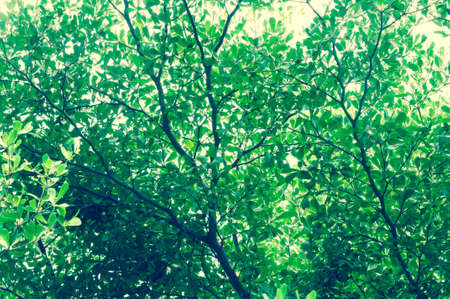 Green Tree looking upの写真素材