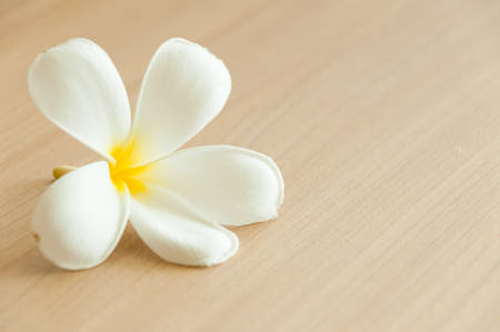 frangipani on wooden backgroundの写真素材