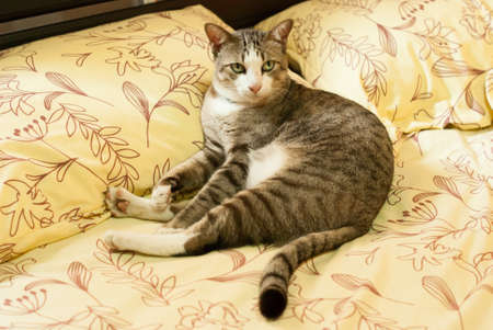 cat on pillow in a bedroomの写真素材