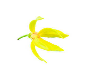 Ylang-Ylang Flowerの写真素材
